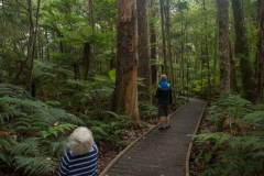 Genickstarre inklusive - im Trounson Kauri Park