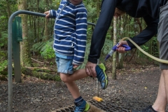 Trounson Kauri Park - gleiches Prozedere beim Verlassen