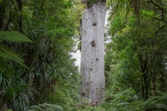 Wahnsinnig beeindruckend - Tane Mahuta