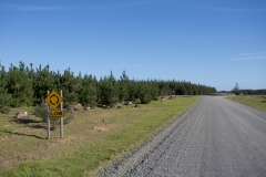 Kreisverkehr auf der Gravel Road
