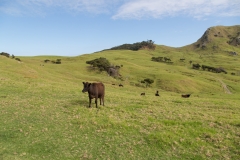 Kuh auf dem Wanderweg - fast wie zu Hause