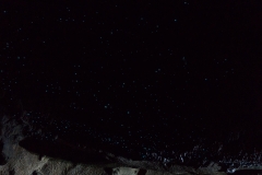 Glühwürmchen in den Waipu Caves