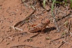 Im-roten-Herz-Australiens-042