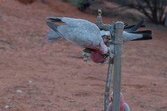 Im-roten-Herz-Australiens-127