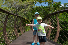 Kirstenbosch Tree Top Walk