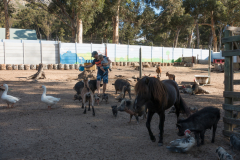 immer hungrige Tiere