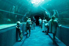 Cape Town Aquarium