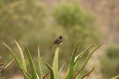 Cape Bulbul