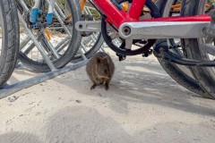 Perth-und-Fremantle-039