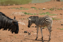 Zebra und Gnu
