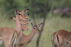 Impalas