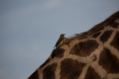 Madenpicker auf Giraffe