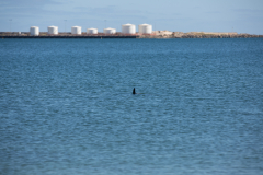 Delfin in Bunbury