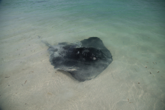 Rochen in Hamelin Bay