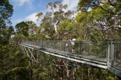Valley of the Giants Tree Top Walk