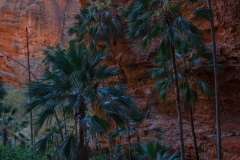 Mini Palms Gorge