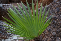 Das ist mal eine Mini Palme