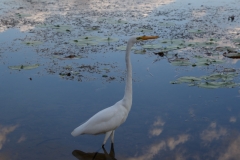 ... das ist auch unter den Vögeln bekannt