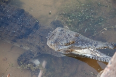 Lake Kununurra - Gummy gehört zum Campingplatz, ziemlich harmlos, er hat keine Zähne mehr