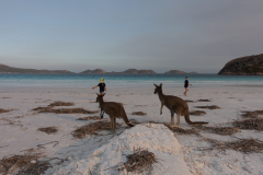 Spielen mit Kängurus