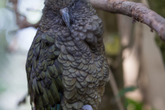 Kea