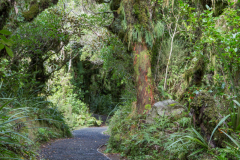 Weg zu den Wilkies Pools