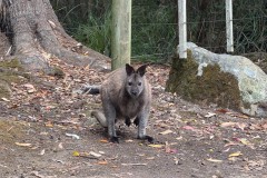 Besuch auf dem Campground in Fortescue Bay