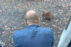 Tasmanischer-Sommer-028