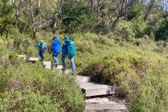 Tasmanischer-Sommer-032