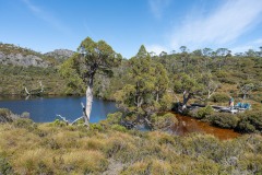 Tasmanischer-Sommer-033