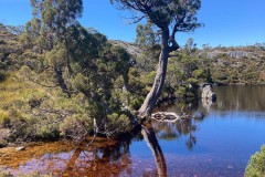 Tasmanischer-Sommer-034