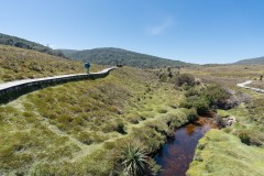 Tasmanischer-Sommer-039