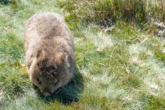 Tasmanischer-Sommer-040