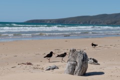 Tasmanischer-Sommer-048