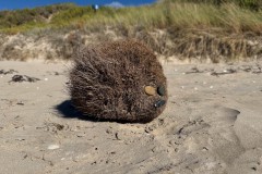 Tasmanischer-Sommer-052