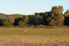 Tasmanischer-Sommer-055