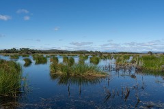 Tasmanischer-Sommer-057