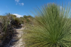 Tasmanischer-Sommer-058