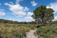 Tasmanischer-Sommer-062