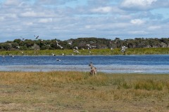 Tasmanischer-Sommer-063