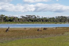 Tasmanischer-Sommer-064