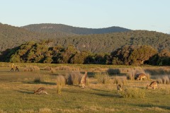 Tasmanischer-Sommer-069