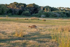 Tasmanischer-Sommer-071