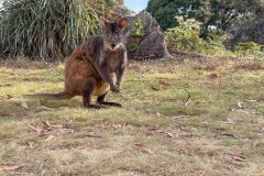 Tasmanischer-Sommer-072