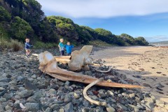 Tasmanischer-Sommer-073