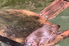 Tasmanischer-Sommer-074