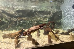 Tasmanischer-Sommer-076