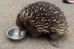 Tasmanischer-Sommer-077