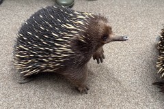 Tasmanischer-Sommer-078