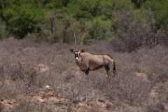 Gemsbock oder Oryx